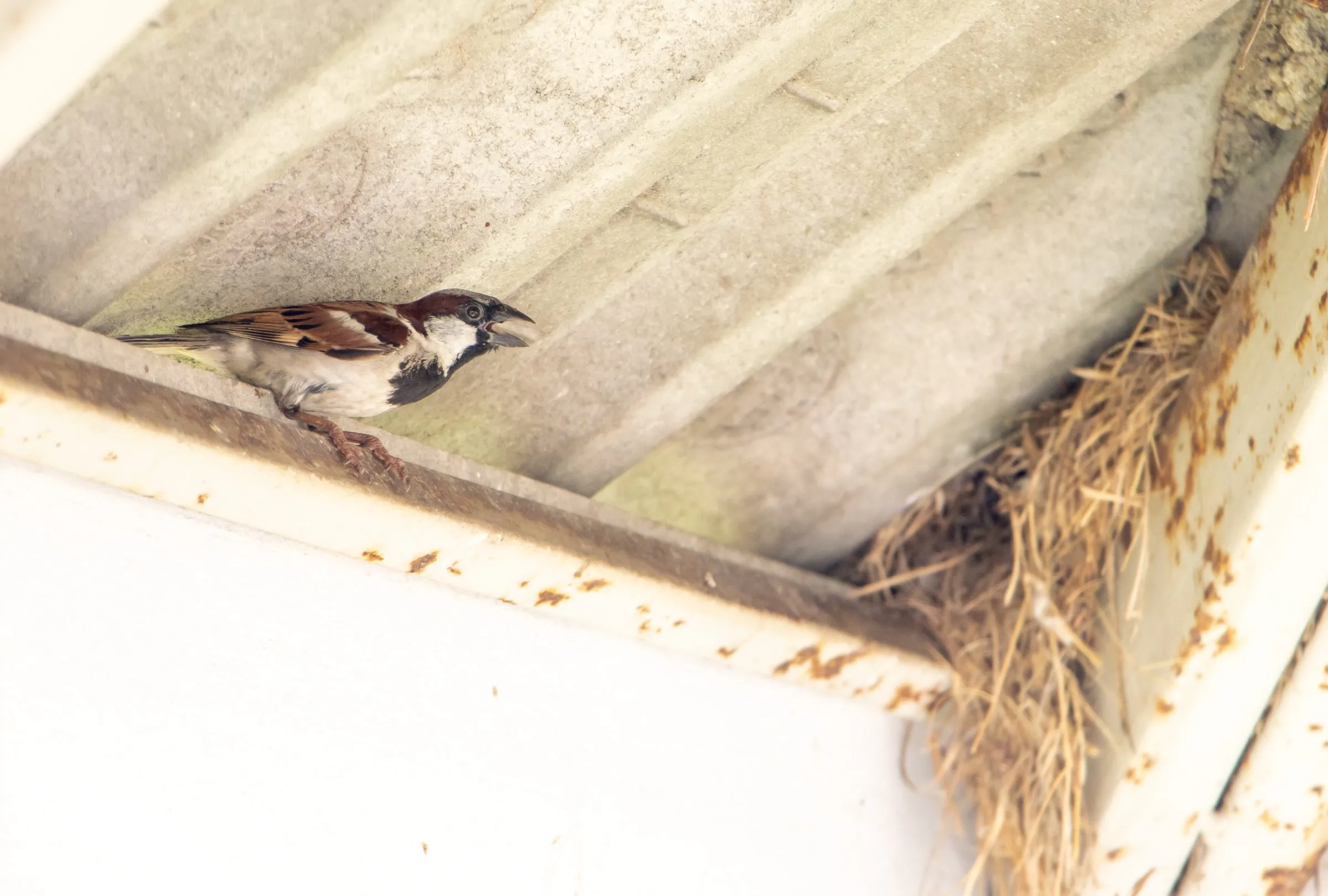 Sparrow perched on a roof beam beside its straw nest packed into the corner of an eave