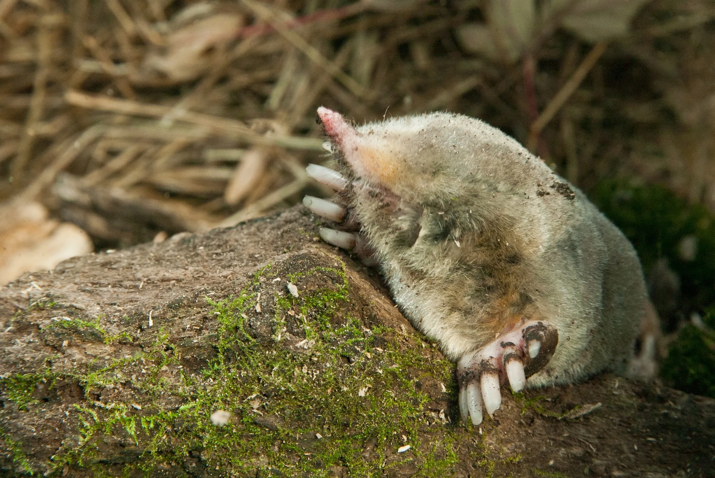 Eastern mole on a moss-covered log, showing its pointed pink snout, tiny eyes, and broad clawed front feet built for digging