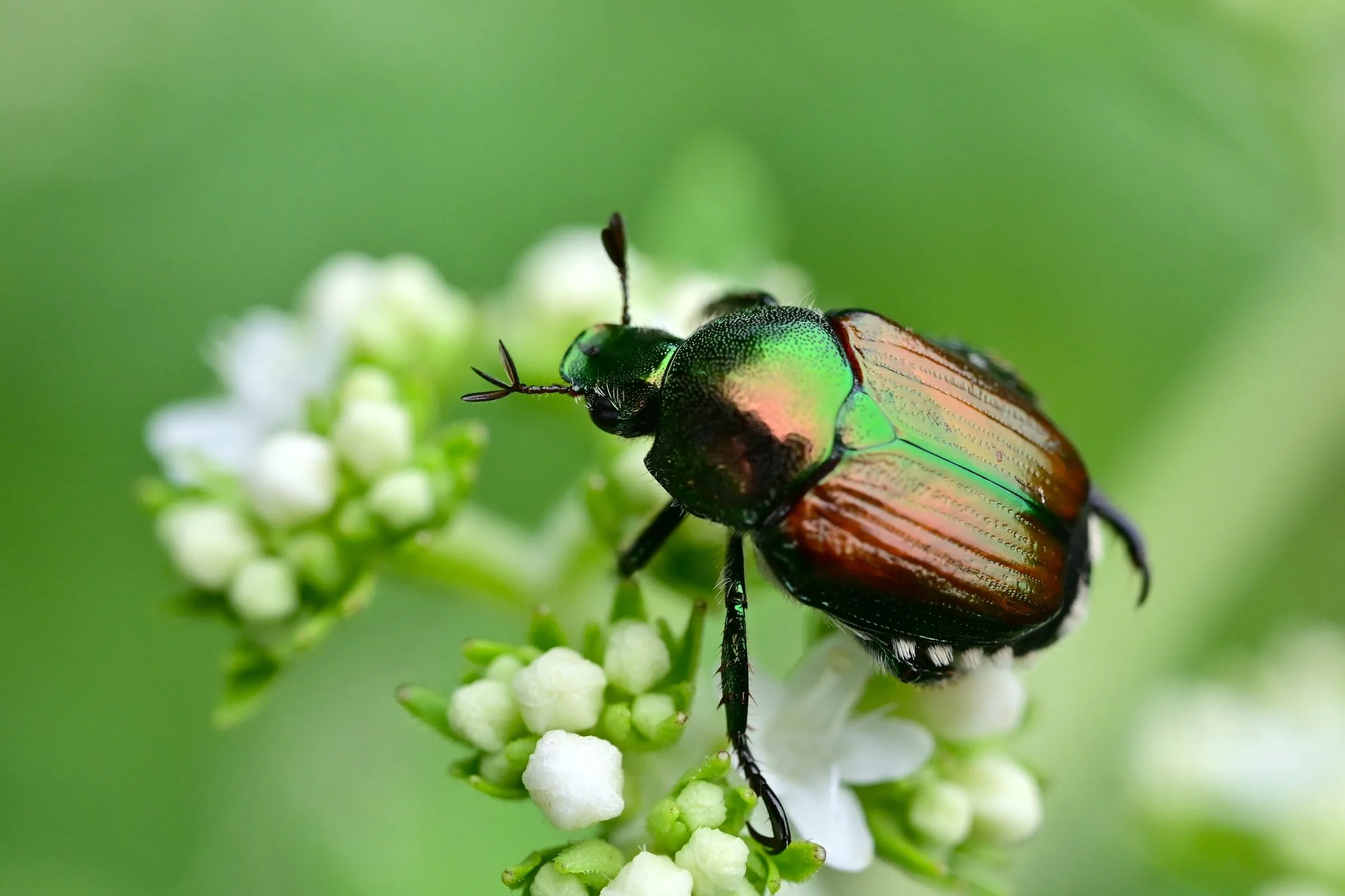 Adult Japanese beetle with a metallic green head and copper-brown wing covers resting on a cluster of small white flowers
