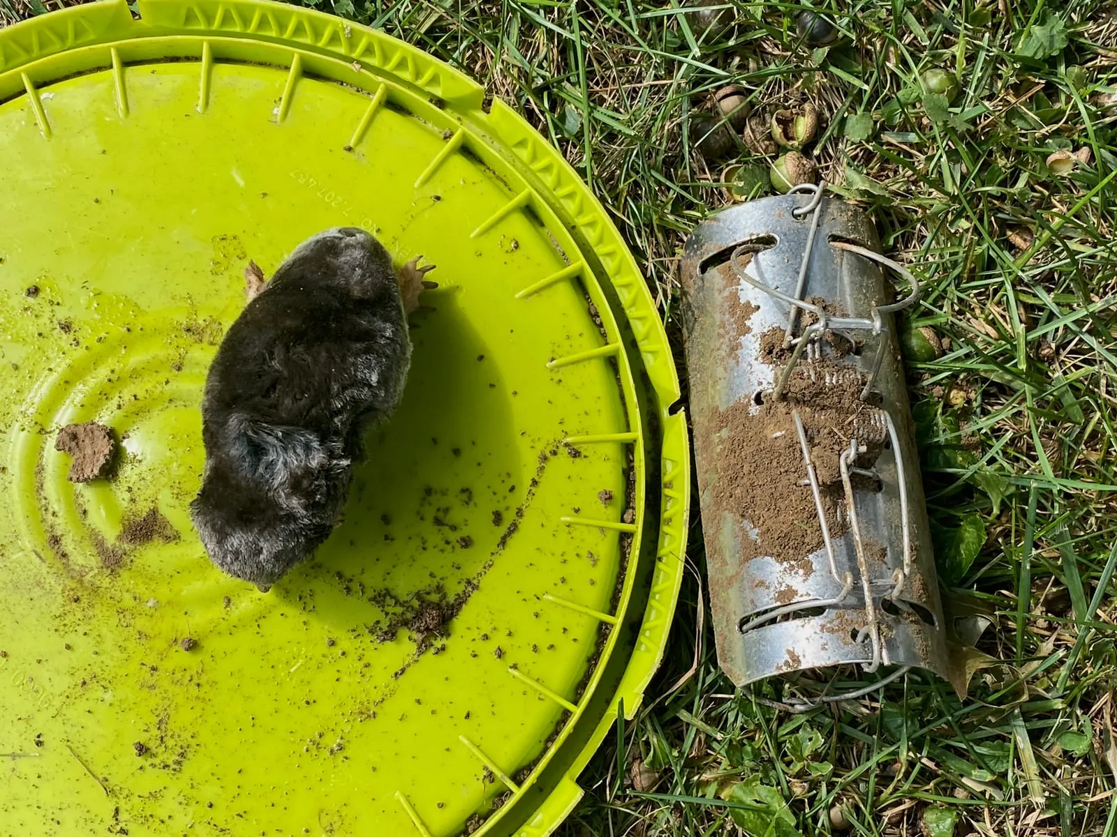 Mole tunnel trap set into a surface runway in a lawn, with the trap jaws straddling the raised ridge