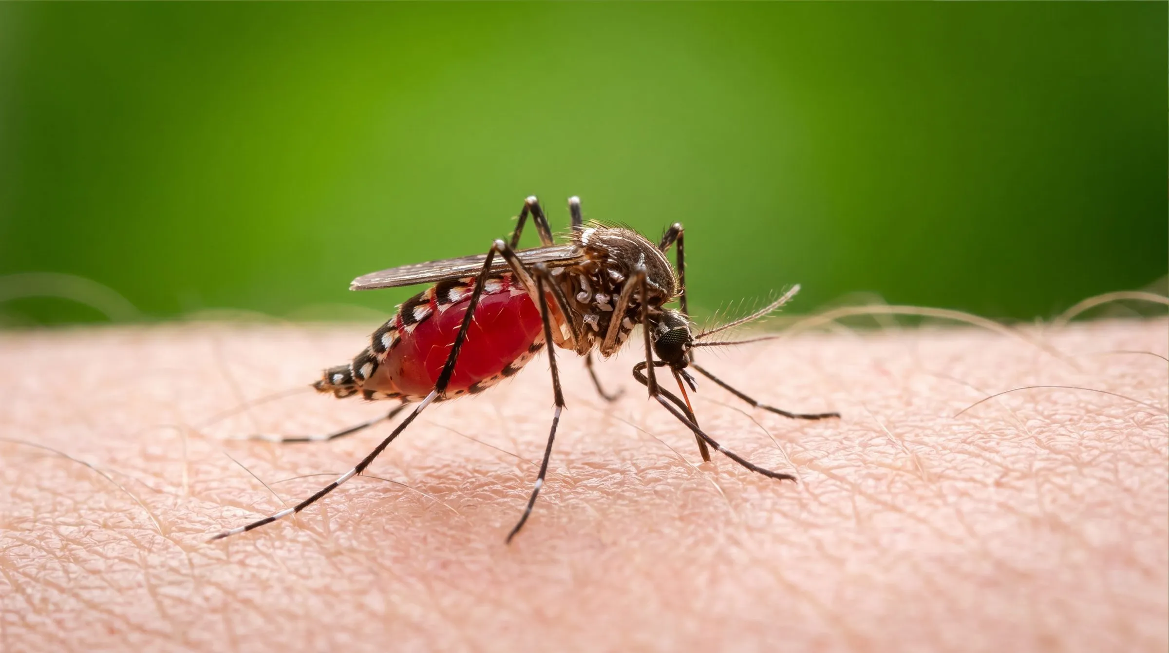 Mosquito with a blood-engorged red abdomen feeding on human skin against a green background