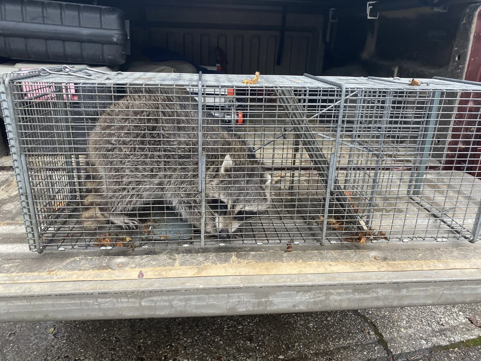 Raccoon inside a wire cage trap on a lawn after removal from a home