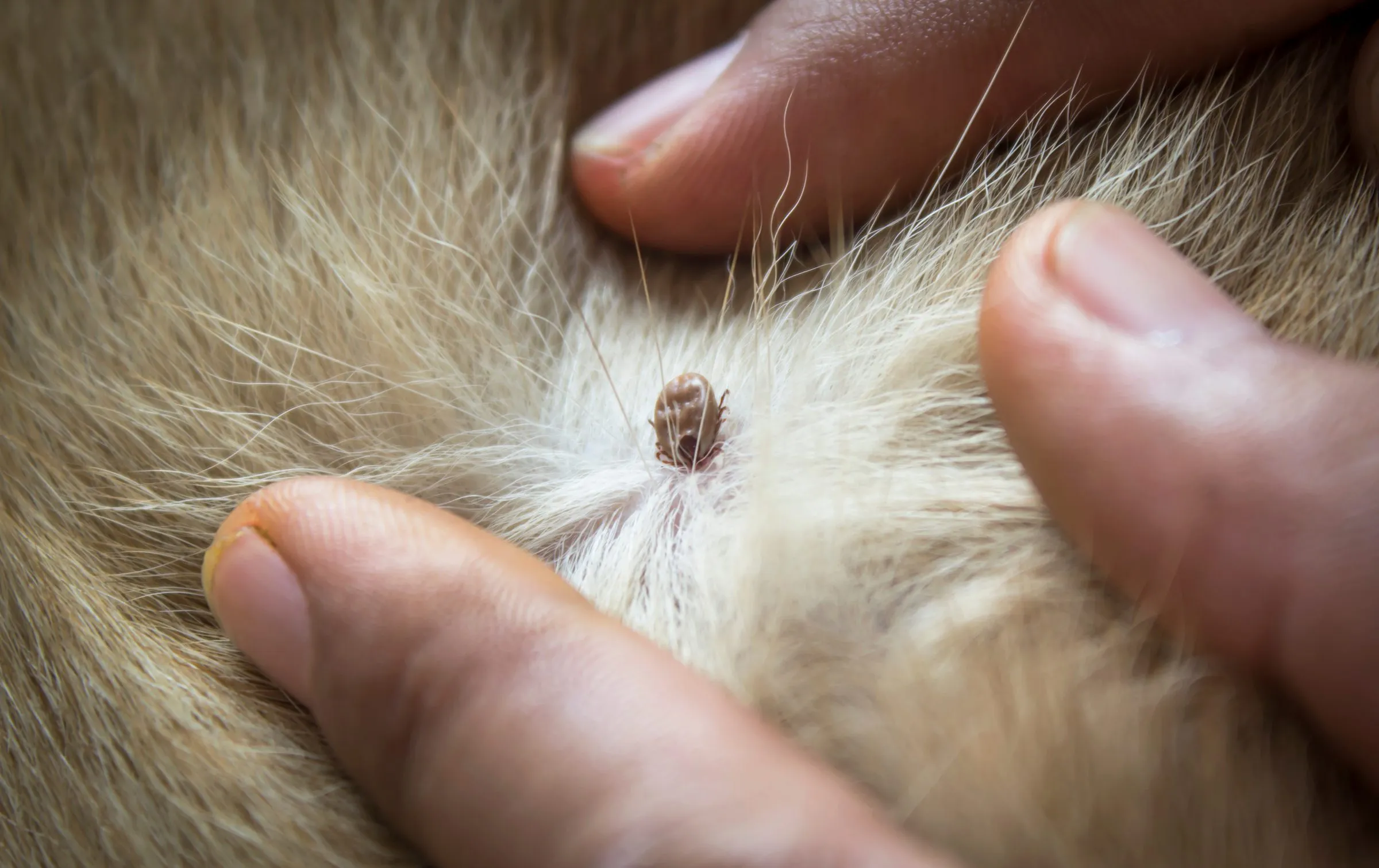 Fingers parting a dog's tan fur to reveal an attached tick at the skin