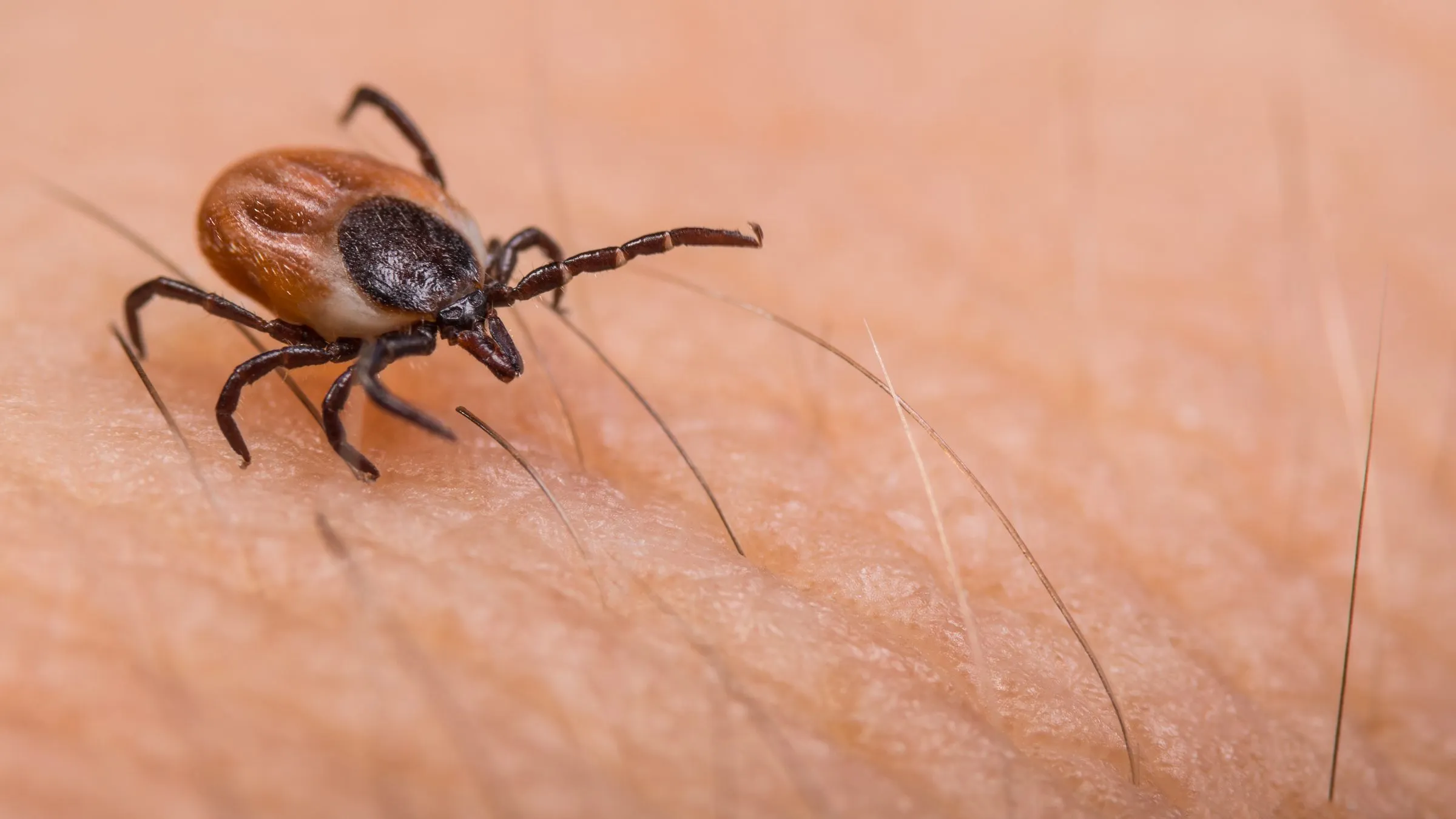 Close-up of an adult hard tick with a reddish-brown body and dark legs crawling across human skin